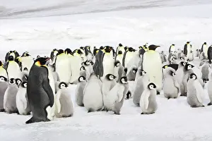 Creche: Emperor Penguin - adults and chicks