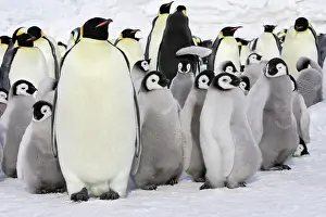 Creche: Emperor Penguin - adults and chicks