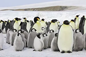 Creche: Emperor Penguin - adults and chicks