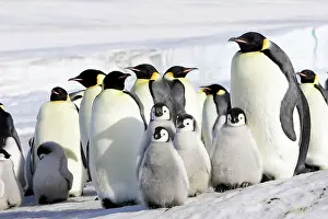 Creche: Emperor Penguin - adults and chicks