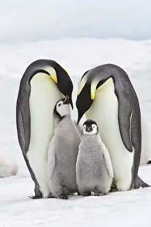 Regurgitating: Emperor Penguin - two adults with two chicks