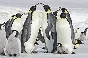 Creche: Emperor Penguin - adults and chicks