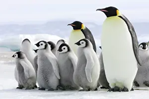 Creche: Emperor Penguin - adults with chicks