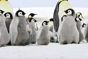 Creche: Emperor Penguin - adults and chicks