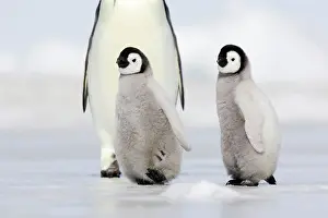 Emperor: Emperor Penguin - adults with chicks