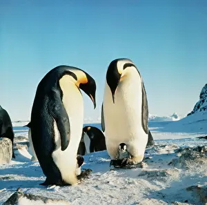 Edwin Mickleburgh: Emperor PENGUIN - two adults with chicks sitting