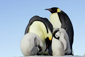 Sleeping: Emperor Penguin - adults & chicks sleeping