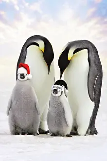 Humour: Emperor Penguin - two adults with two chicks wea