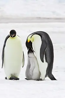 Regurgitating: Emperor Penguin - adults feeding chick