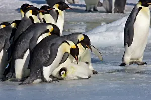 Attempt: Emperor Penguin - Adults looking at chick which