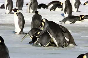 Bahaviour: Emperor Penguin - Adults trying to kidnap a chick