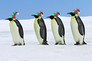 Marching: Emperor Penguin - four adults walking across ice
