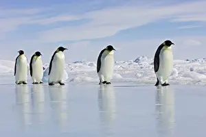 Marching: Emperor Penguin - adults walking across ice