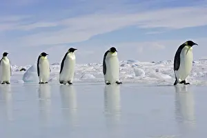 Marching: Emperor Penguin - adults walking across ice