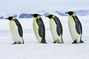 Marching: Emperor Penguin - four adults walking across ice