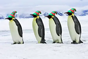 Marching: Emperor Penguin - four adults walking across ice