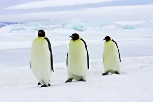 Marching: Emperor Penguin - three adults walking across ice