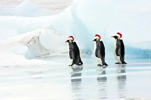 Wise: Emperor Penguin - three adults walking across ice