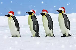 211121: Emperor Penguin - four adults walking across ice wearing red