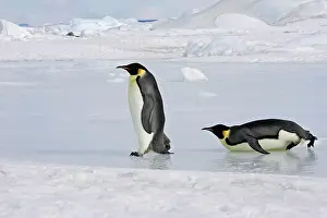 Sliding: Emperor Penguin - two adults walking & sliding across ice