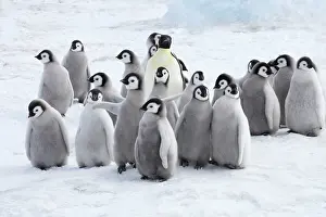 Creche: Emperor Penguin - Adults and Young