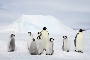 Creche: Emperor Penguin - Adults and Young