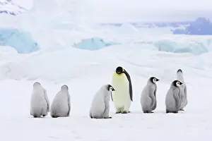 Lanscapes: Emperor Penguin - Adults and Young Crossing Sea Ice