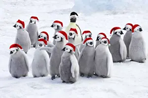 Humour: Emperor Penguin, Adults and Young wearing Christ