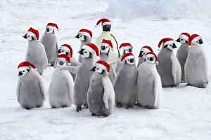 Emperor Penguin, Adults and Young wearing Christmas