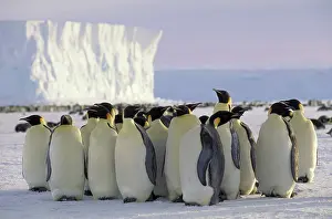 Crowded: Emperor penguin. Antarctica