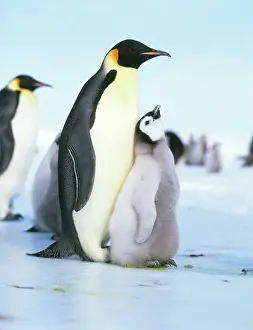 Parenthood: Emperor penguin (Aptenodytes forsteri)