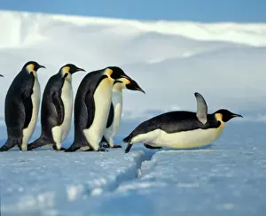 Card: Emperor penguin (Aptenodytes forsteri)