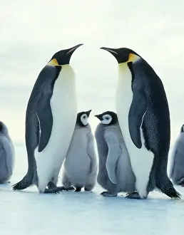 Parenthood: Emperor penguin (Aptenodytes forsteri)