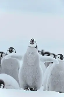Weddell: Emperor penguin (Aptenodytes forsteri), Chick Spreading