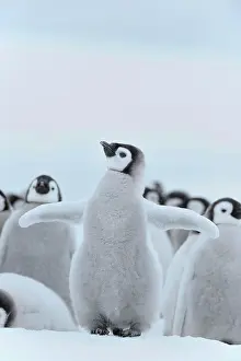 Weddell: Emperor penguin (Aptenodytes forsteri), Chick Spreading