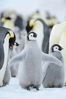 Weddell: Emperor penguin (Aptenodytes forsteri), Chick Spreading