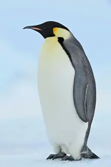 Weddell: Emperor penguin (Aptenodytes forsteri), Adult, Snow