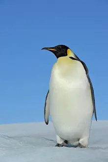 Weddell: Emperor penguin (Aptenodytes forsteri), Adult, Snow