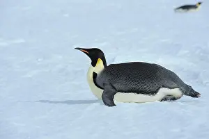 Weddell: Emperor penguin (Aptenodytes forsteri), Adult Lying