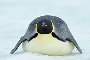 Weddell: Emperor penguin (Aptenodytes forsteri), Adult Lying