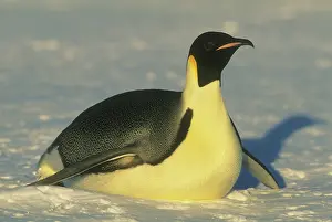 Tobogganing: Emperor Penguin, (Aptenodytes forsteri)