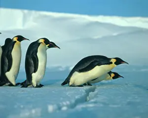 Aptenodytes: Emperor penguin (Aptenodytes forsteri)