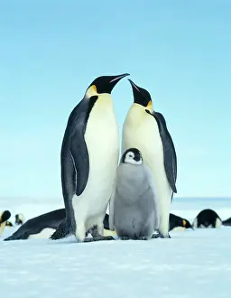 Aptenodytes: Emperor penguin (Aptenodytes forsteri)