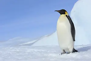Pole: Emperor penguin (Aptenodytes forsteri), Adult, Snow
