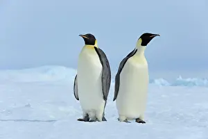 Weddell: Emperor penguin (Aptenodytes forsteri), Two Adults