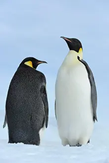 Weddell: Emperor penguin (Aptenodytes forsteri), Two Adults