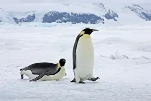 Humourous: Emperor Penguin (Aptenodytes forsteri), adults