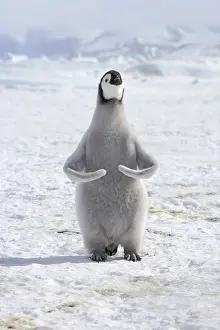 Pole: Emperor penguin (Aptenodytes forsteri) chick, exercising