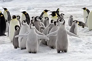 Humourous: Emperor Penguin (Aptenodytes forsteri), chicks and