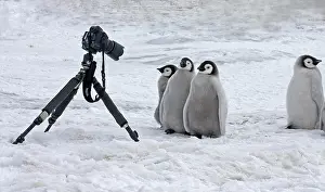 Humourous: Emperor Penguin (Aptenodytes forsteri), chicks
